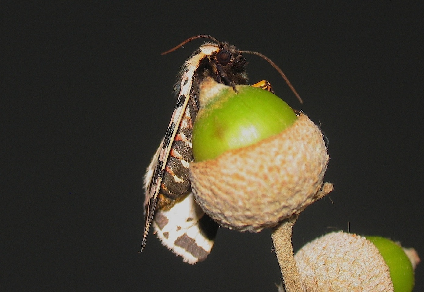 Cymbalophora pudica (Esper, [1785])